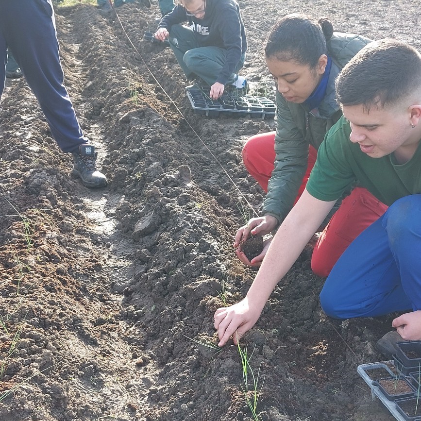 On plante des poireaux !