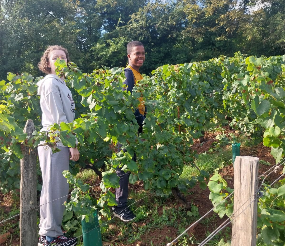 L’atelier Fer Play découvre les vendanges